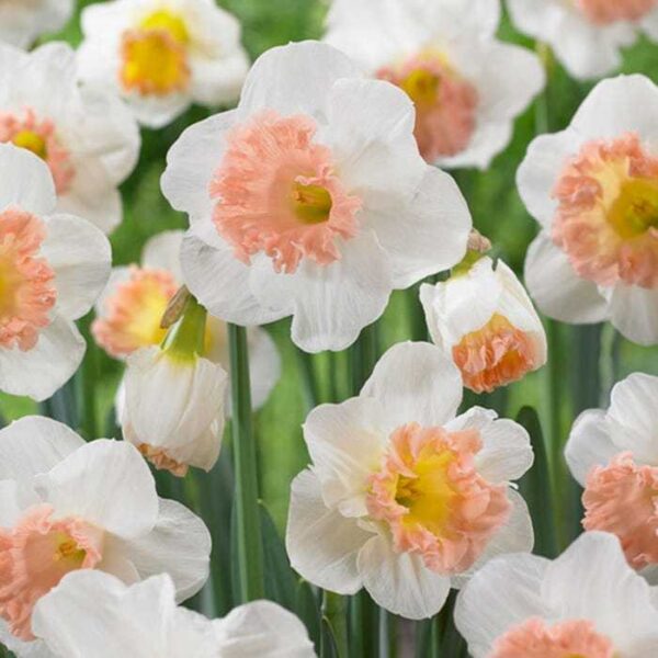 Нарцис Чадър единственият с розова лула - Narcissus pink parasol