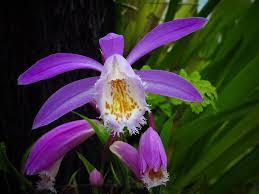 Ексцентрична многогодишна орхидея Плеоне - Pleione formosana