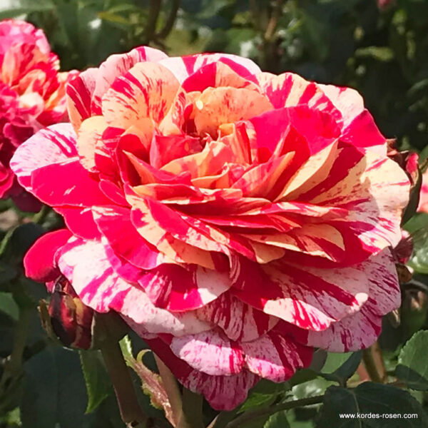 Роза храстовидна в саксия вкоренена червено с бяло и жълто - Red white rose