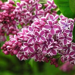 Люляк Сензация ароматен и необикновен с двуцветни цветове - Syringa vulgaris Sensation