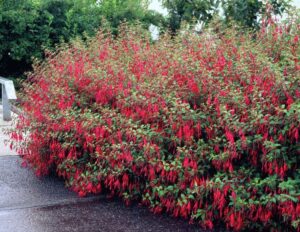 Фуксия студоустойчива за градини жив плет и тераси - Fuchsia magellanica arauco