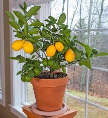 Ароматен нискостеблен едроплоден лимон в саксия с височина 1 метър - Citrus limon (Lemon)