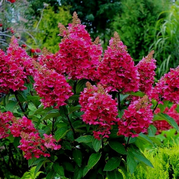 Хидрангея паникулата най-студоустойчивата и лесна за отглеждане ароматна хортензия - Hydrangea paniculata Vims red