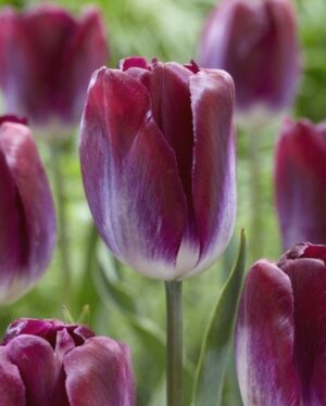 Лале Гордостта на Канзас с преливащи цветове - Tulip kansas proud