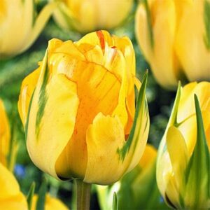 Лале двуцветно кичесто и ароматно - Tulip Akebono