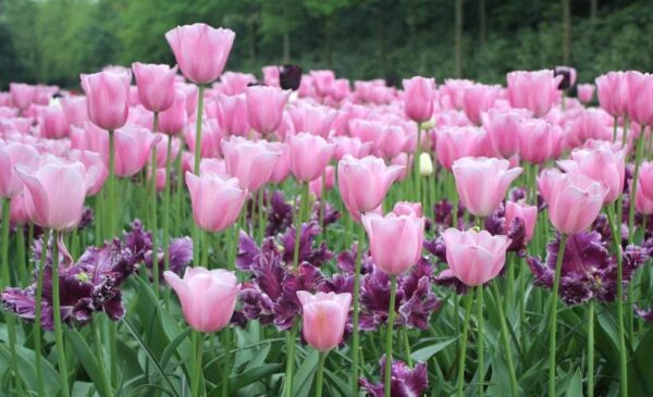 Класическо розово лале много издръжливо на лошо време - Tulip Synaeda amor