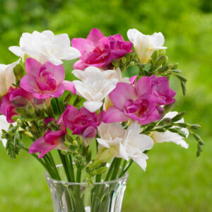 Фрезия романтичен микс розова и бяла ароматна - Fresia double white and pink mix