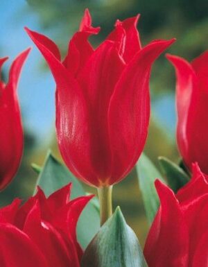 Лале хубава жена с 9 см елегантен цвят - Tulip pretty woman