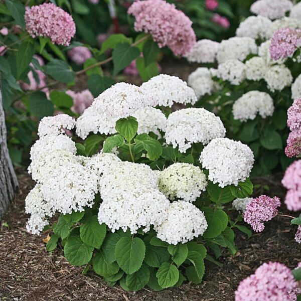 Хортензия най-елегантна с огромен бял цвят - Hortensia white