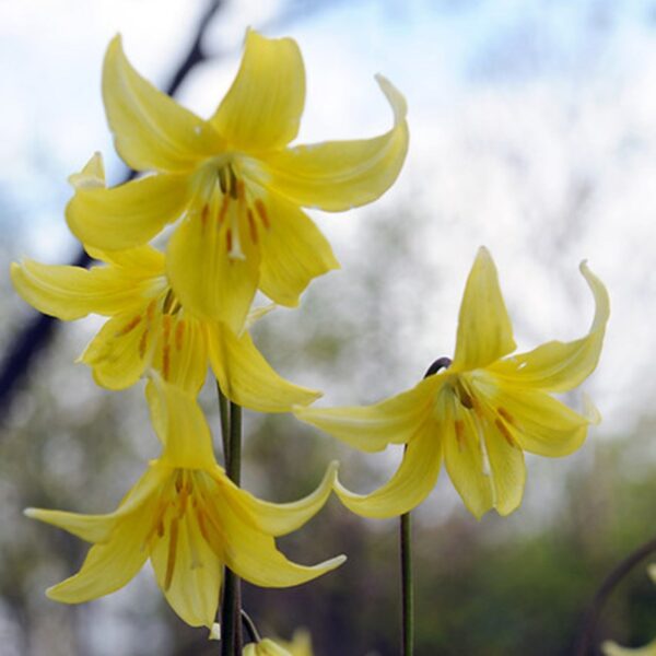 Еритрониум многогодишен за сянка жълта орхидея 2 броя - Erythronium yellow