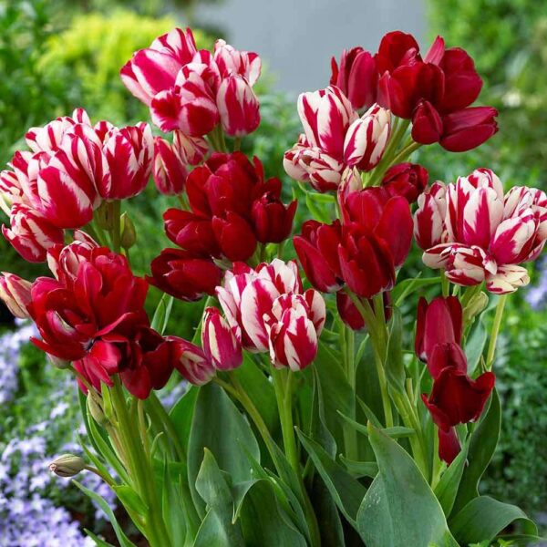 Лале Огнен клуб много повече от класическо червено лале - Tulip fiery club