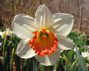 Нарцис бял с червена къдрава лула - Narcissus Sempre Avanti