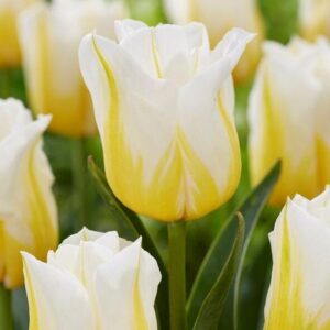 Лале в снежно бяло озарено от изгарящи жълти пламъци - Tulip Flaming agrass