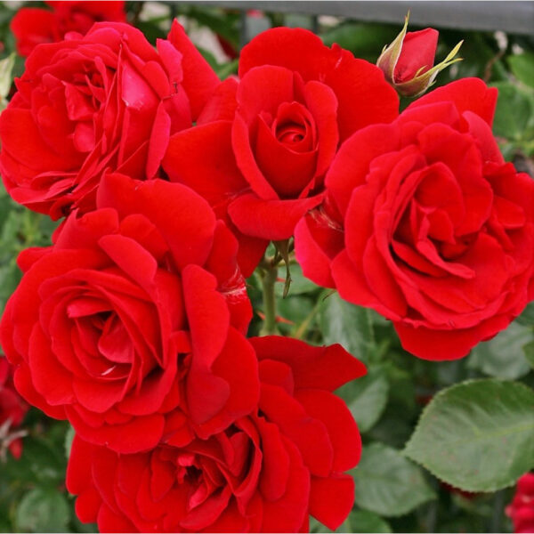Роза увивна червена ароматна - Red rose