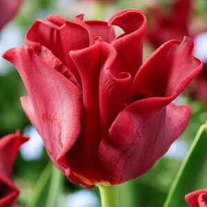 Лале Червена рокля с цвят на роза новост сред лалетата - Tulip red dress
