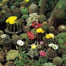 Семена за кактуси смес - Cactus seeds mix