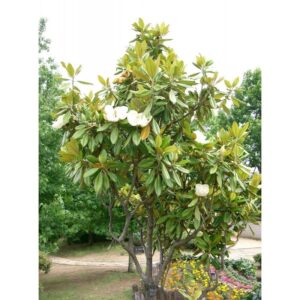 Магнолия грандифлора най-красивата и вечно зелена и силно ароматна - Magnolia grandiflora
