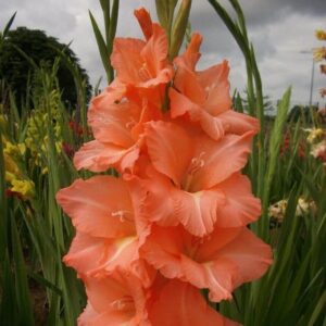 Гладиол оранжев с червено гърло - Gladiolus Peter Pears