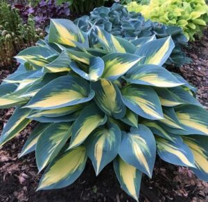 Хоста Вълшебен остров не се напада от голи охлюви - Hosta Magic island Хоста Вълшебен остров не се напада от голи охлюви - Hosta Magic island