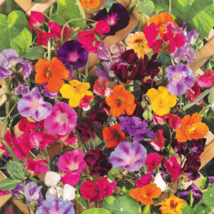 Цветя смес увивни и катерливи за Вашия балкон и огради - Balcony flowers