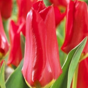 Лале многогодишно ароматно не изчезва с годините 12 см цвят - Tulip Madame Lefeber