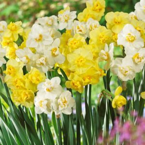 Нарциси ПОЕТИЧНИ с тройни и ароматни цветове смес - Narcissus Poetaz mix