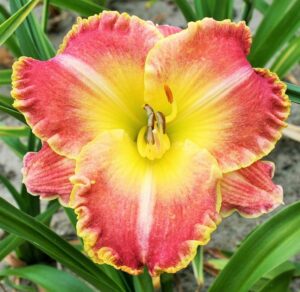 Хемерокалис с къдрав едър 15 см. преливащ ароматен цвят - Hemerocallis jekyll island Хемерокалис с къдрав едър 15 см. преливащ ароматен цвят - Hemerocallis jekyll island
