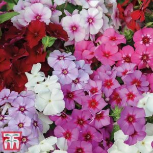 Флокс нисък и компактен за слънчеви тераси семена смес - Phlox drummondii mix Флокс нисък и компактен за слънчеви тераси семена смес - Phlox drummondii mix