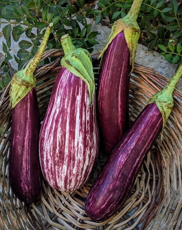 Патладжан шарен най-предпочитан сорт - Eggplant Valia