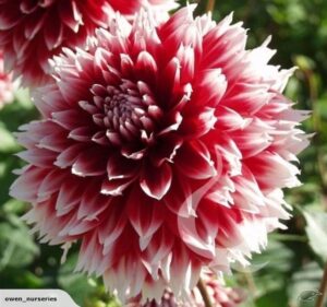 Далия снежна бура в червено и бяло - Dahlia red and white Fubuki Далия снежна бура в червено и бяло - Dahlia red and white Fubuki