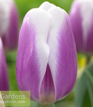 Лале с голям цвят и здраво стъбло - Tulip Librije