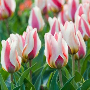 Лале тройно не изчезва през годините шарени листа - Tulip Quebec