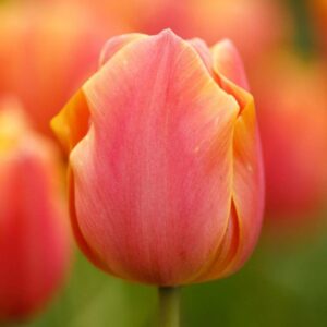 Лале Джими в прасковено оранжево с розов отенък - Tulip Jimmy