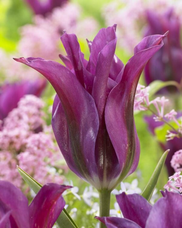 Лале Пурпурен танц продължително цъфти - Tulip purple dance