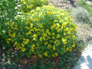 Жълт кантарион многогодишен ароматен храст и много полезна билка - Hypericum perforatum Topaz