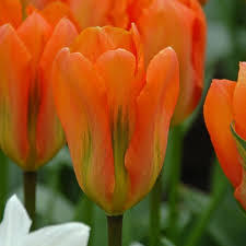 Лале оранжевият император не изчезващо през годините - Tulip orange emperor