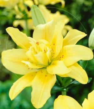 Лилилум кичест ароматен жълт - Lilium double yellow