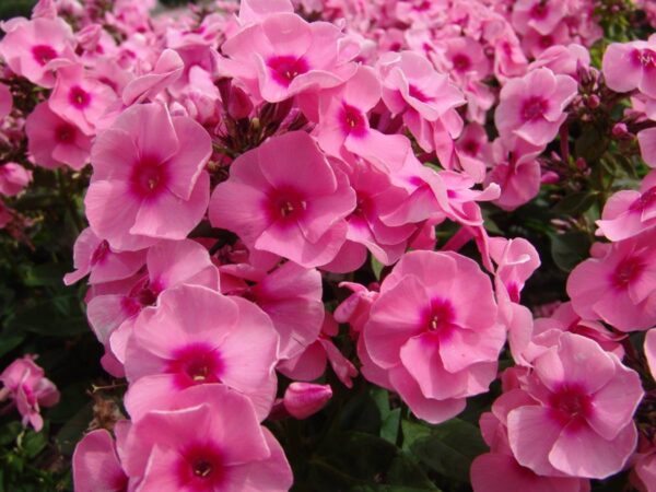 Ароматен флокс Джеф розов с лилав център - Phlox Jeffs pink