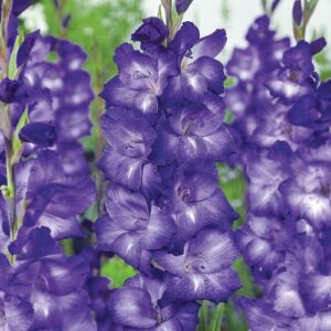 Гладиол двуцветен синята звезда - Gladiolus Blue star Гладиол двуцветен синята звезда - Gladiolus Blue star