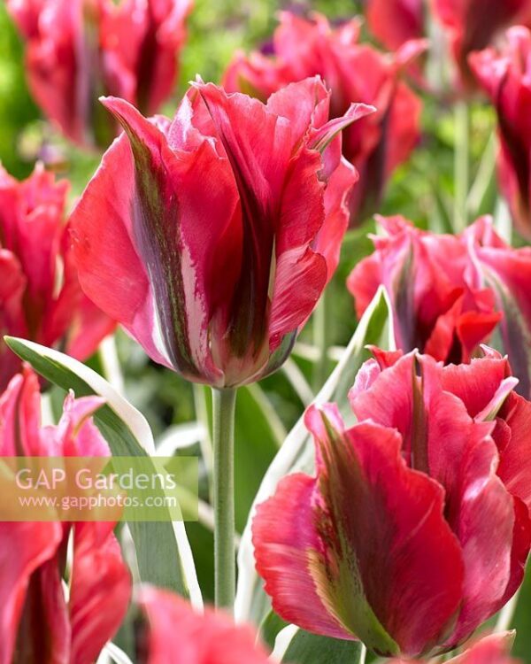 Лале не изчезващо през годините с шарени листа и извънземно красив цвят - Tulip Esperanto