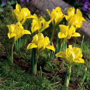 Ирис многогодишен жълт ароматен нискостеблен - Iris species Danfodaie