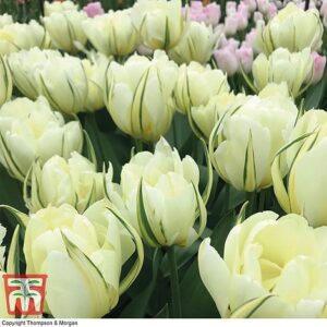 Лале божуресто тройно и ароматно много аристократично - Tulip white valley