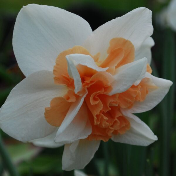 Нарцис очарователно красив с огромен 10 см. кичест цвят - Narcissus Delnashaugh