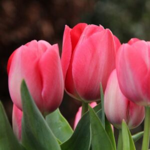 Лале Лейди Ван Айк многогодишно наситено розово високо - Tulip Van Eijk