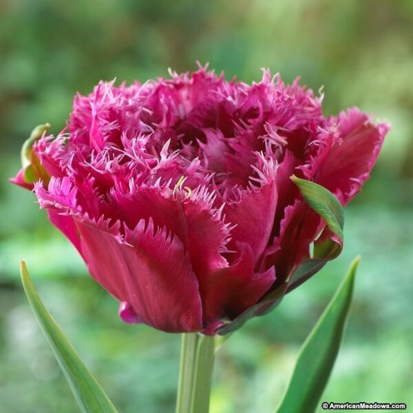 Кичесто ресничесто малинено розово лале с невероятна красота - Tulip Mascotte