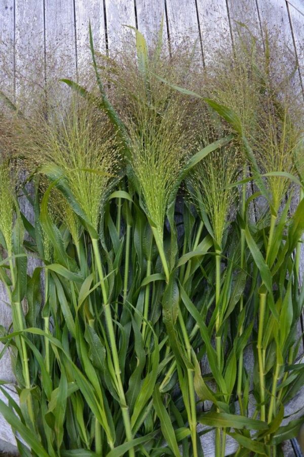 Паникум най-деликатната и изискана декоративна трева подходяща за букети - Panicum Capillare Frosted Explosion Grass