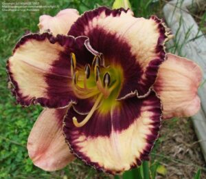 Хемерокалис с къдрави цветове екзотично съкровище - Hemerocallis exotic treasure Хемерокалис с къдрави цветове екзотично съкровище - Hemerocallis exotic treasure