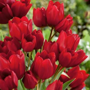 Лале Жоржет цъфти по 4-5 броя цвята от стъбло - Tulip Georgette Лале Жоржет цъфти по 4-5 броя цвята от стъбло - Tulip Georgette