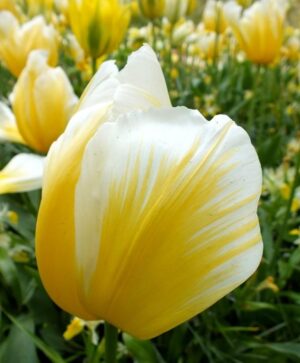Лале не изчезващо през годините двуцветно - Tulip sweetheart