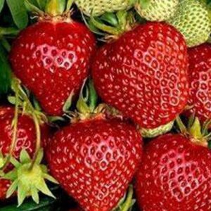 Най-плодородната ягода Остара Четири Сезона - Strawberry Ostara Fragaria